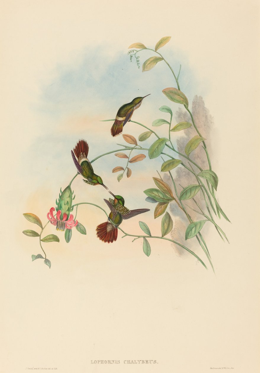 Lophornis chalybeus (festlig koket) af John Gould and H.C. Richter