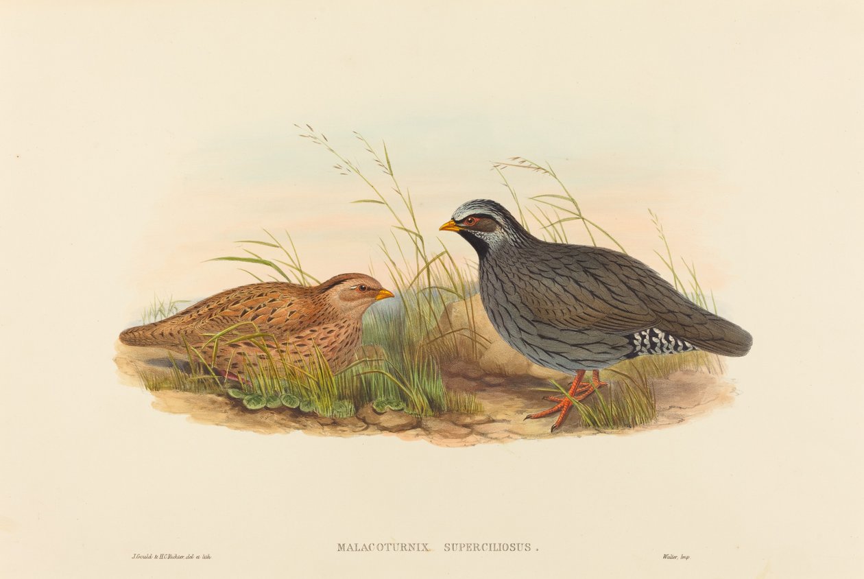 Malacoturnix superciliosus (bjergvagtel) af John Gould and H.C. Richter