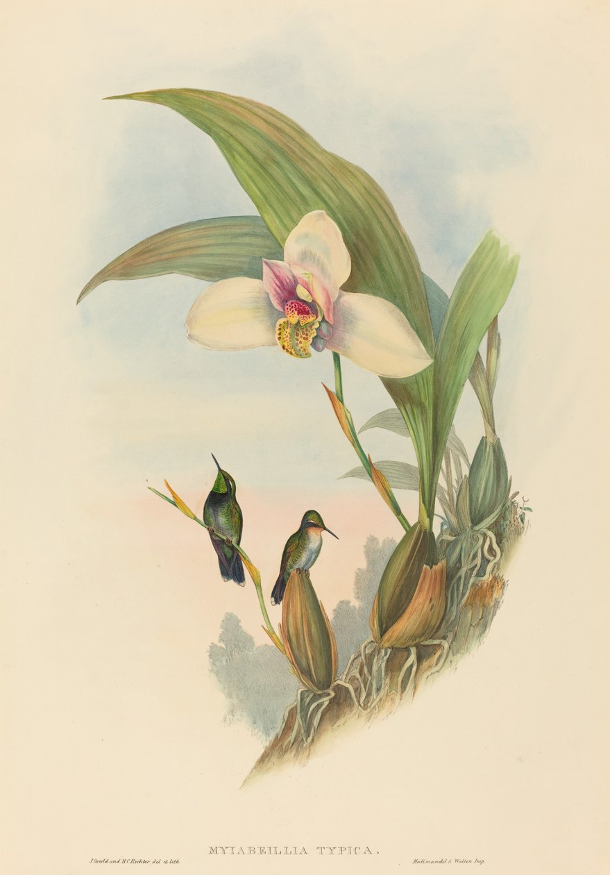 Myiabeillia typica (Abeilles kolibri) af John Gould and H.C. Richter