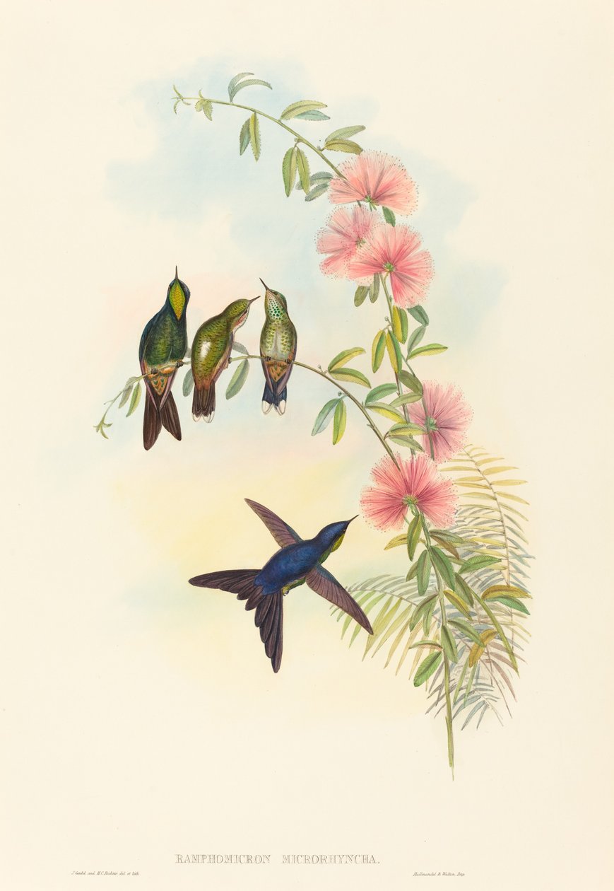 Ramphomicron microrhyncha (smånæbbet tornnæb) af John Gould and H.C. Richter