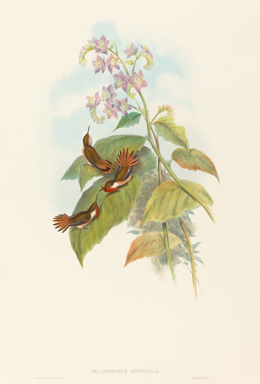 Blinkende kolibri af John Gould and H.C. Richter