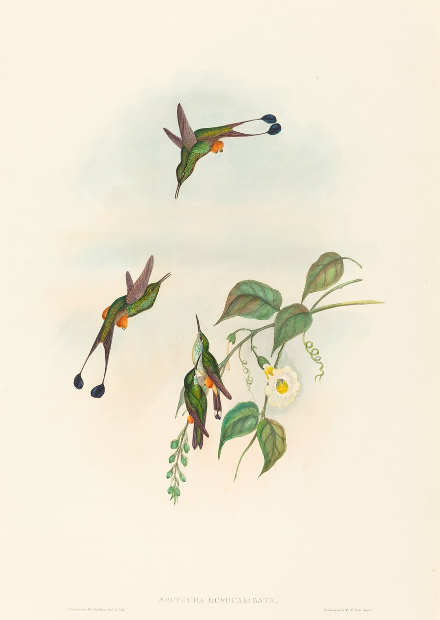 Spathura rufocaligata (Red-booted Racket-tail) af John Gould and H.C. Richter