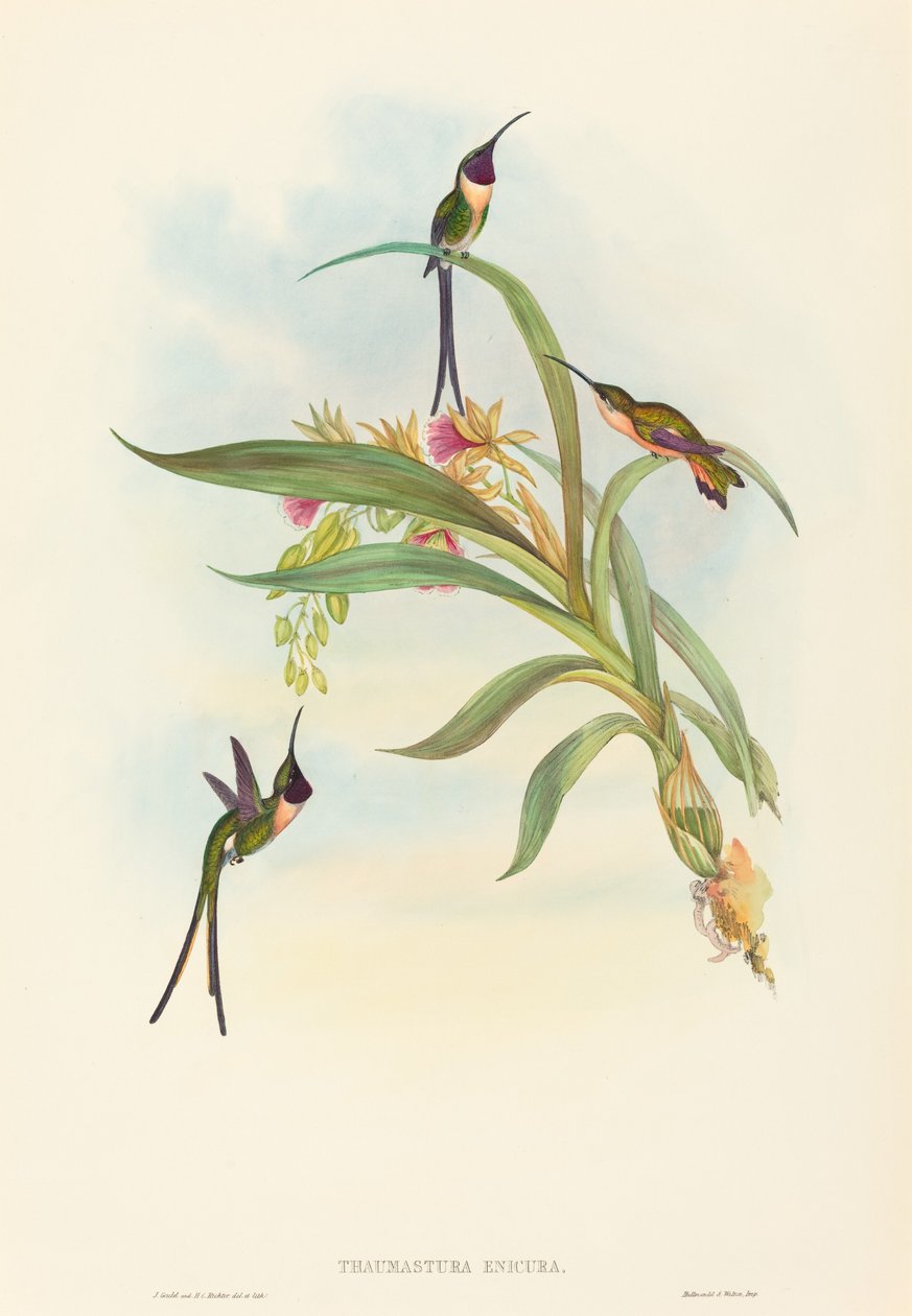 Tharmastura enicura (Slank klippehale) af John Gould and H.C. Richter