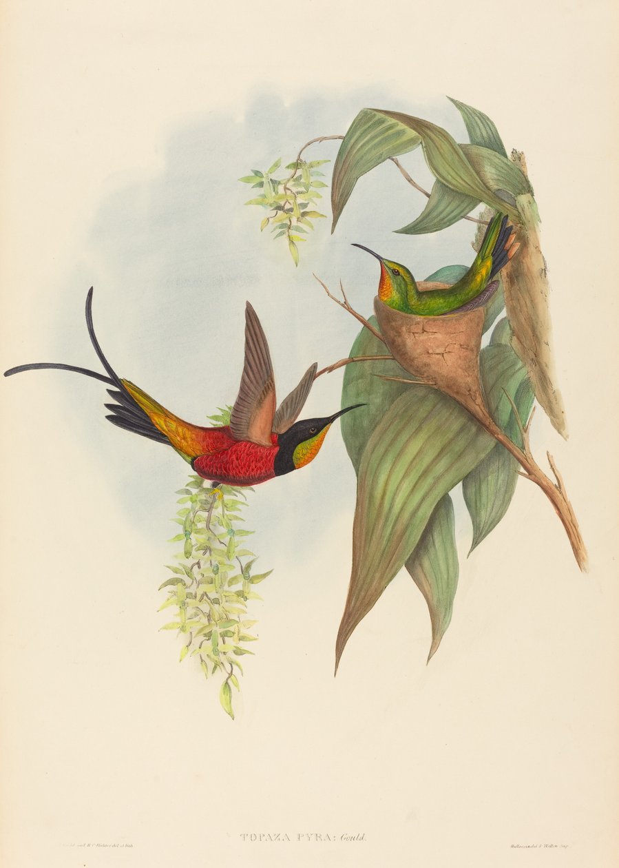 Topaz pyra (Fairy Topaz) af John Gould and H.C. Richter