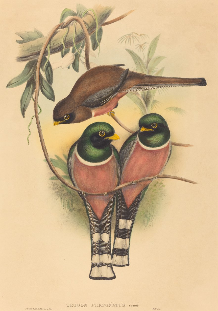 Trogan efterlignede af John Gould and H.C. Richter