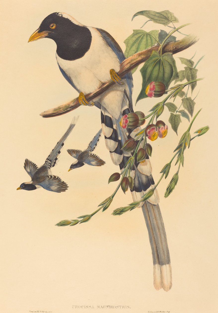 Urocissa magnirostris af John Gould and H.C. Richter