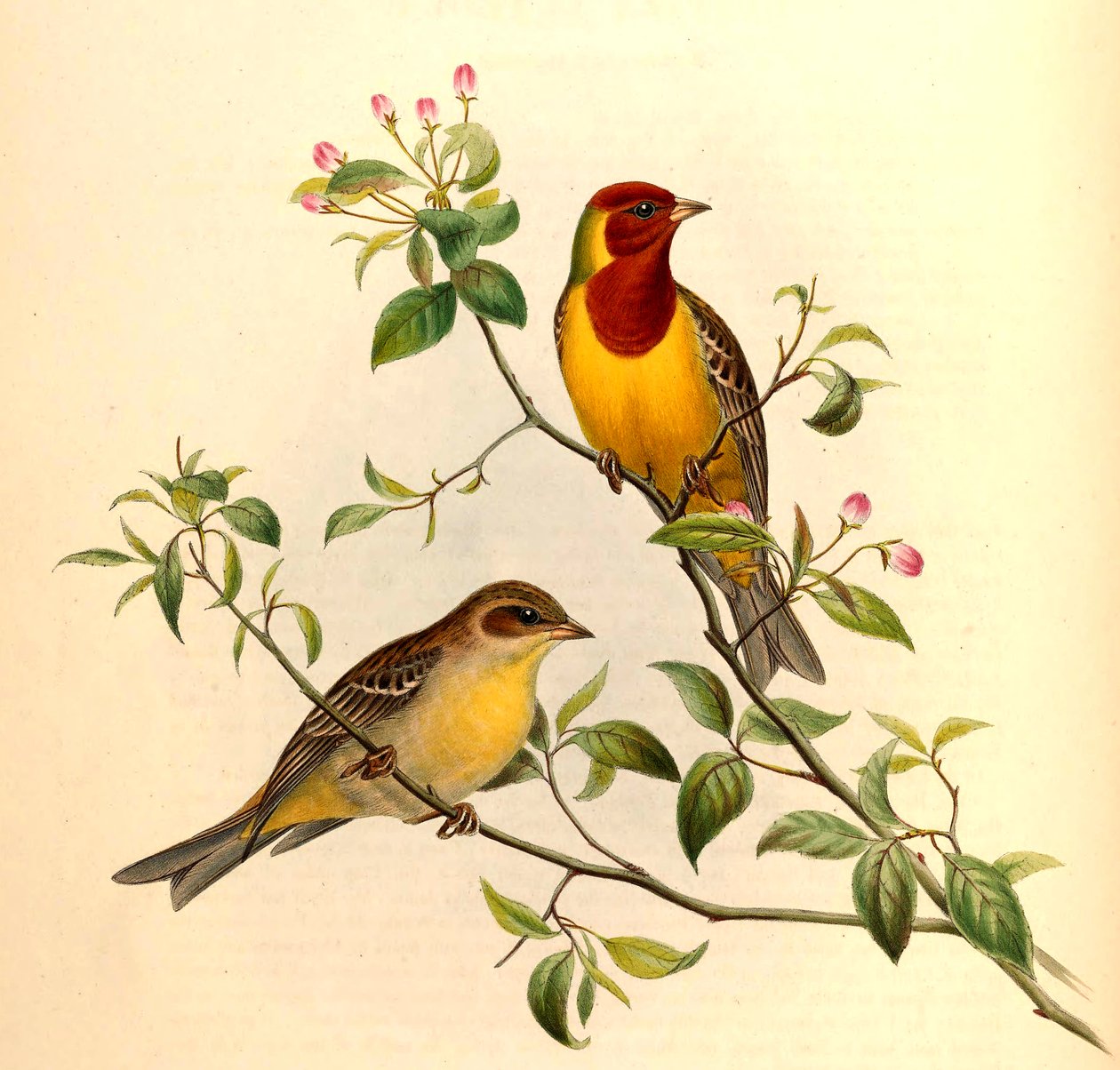 Rødhovedet bynkefugl Emberiza bruniceps Brandt af John Gould and Henry C. Richter