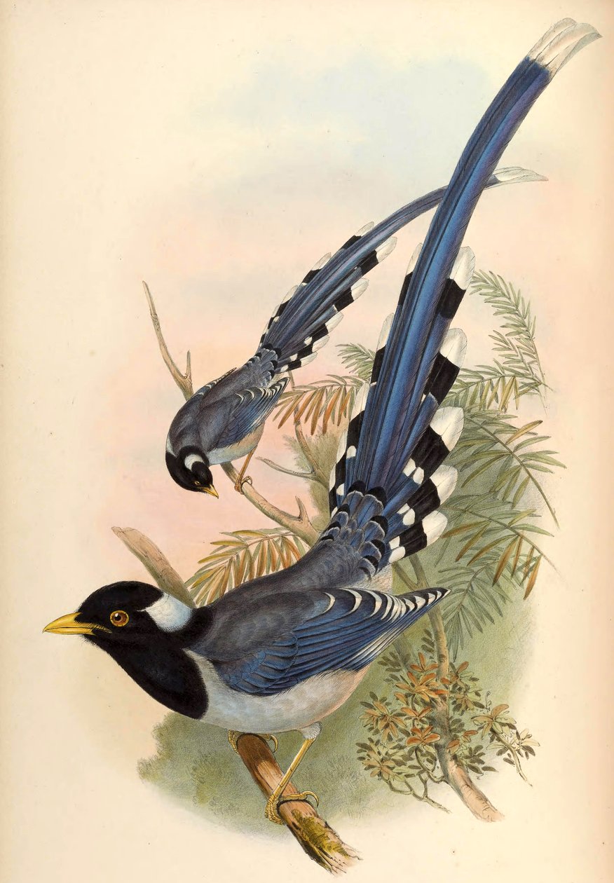 Gulnæbbet blå elster Urocissa flavirostris (Blyth) af John Gould and Henry C. Richter