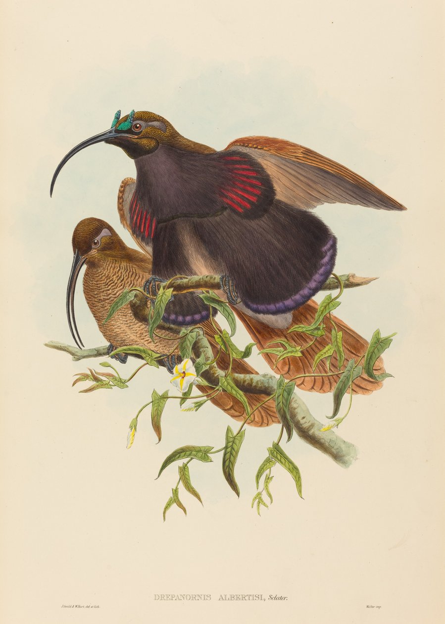 Drepanornis albertisi (Sortnæbbet Seglnæb Paradisfugl) af John Gould and W. Hart