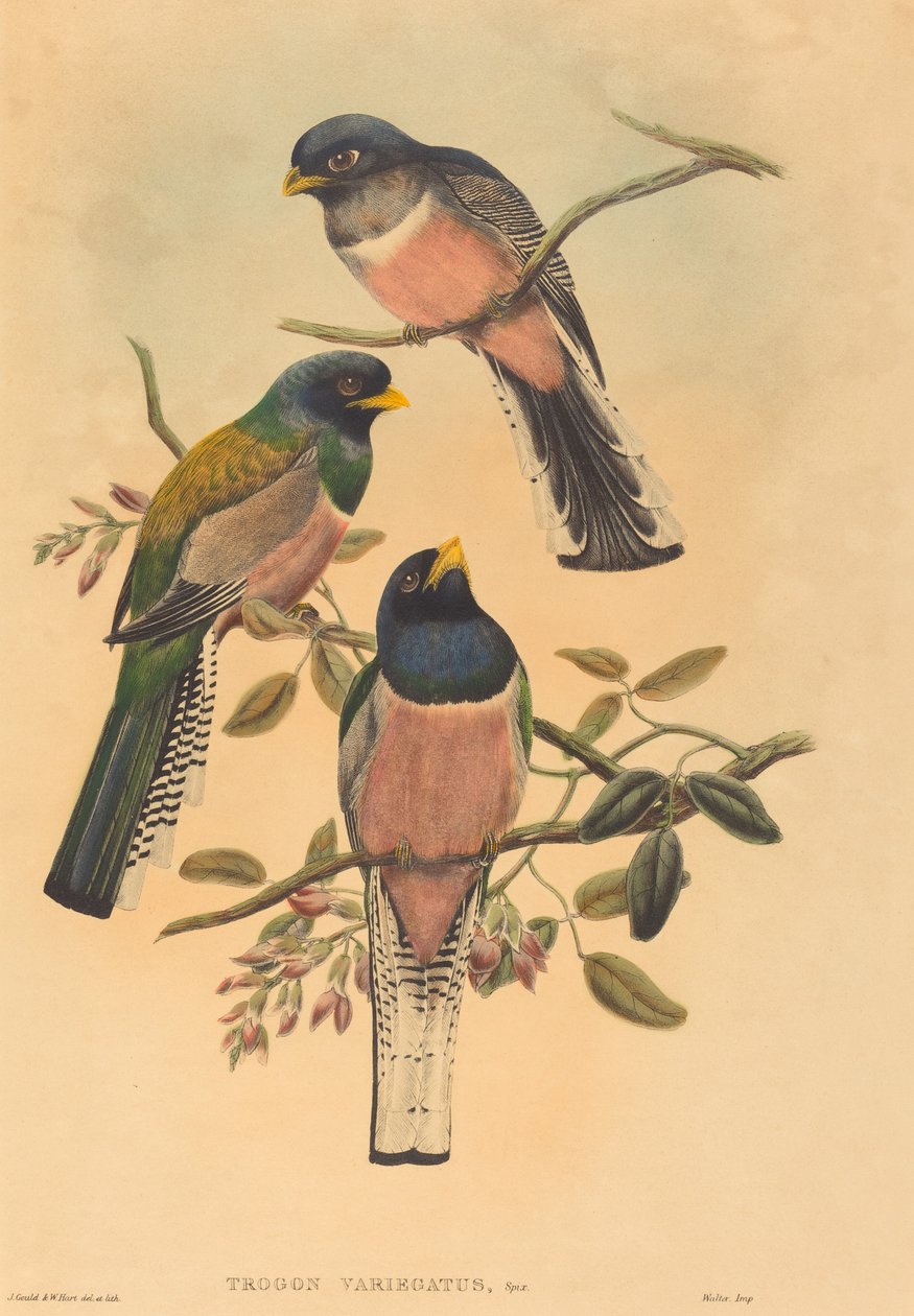 Trogan variegatus af John Gould and W. Hart