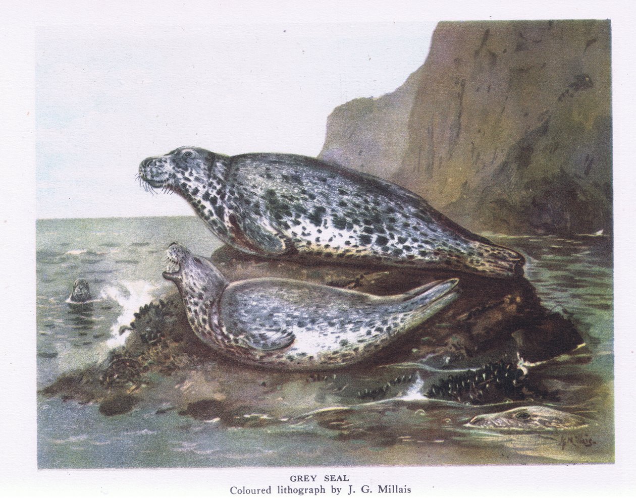 Grey Seals, Nature in Britain udgivet af Collins, 1946 af John Guille Millais