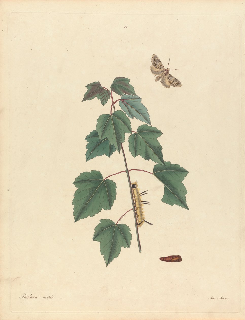 Phalaena Aceris. Acer Rubrum (Grey Maple Moth, Red Maple), Plade 93 fra James Edward Smith, 
