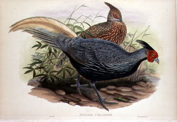 Euplocamus Lineatus, indgraveret af T. Walter, London, pub. mellem 1850-83 (håndfarvet litho) af John and Hart William (after) Gould