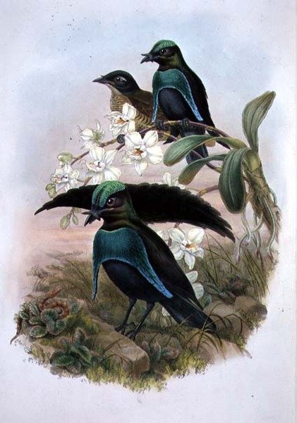 Lophornina - Superb Bird of Paradise (farve litho) af John and Hart William (after) Gould