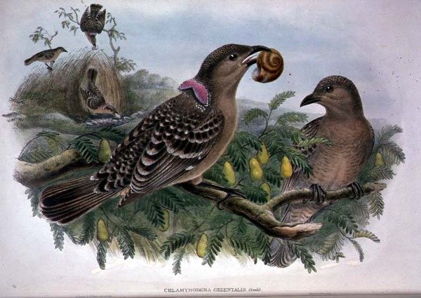 Chlamydera Orientalis (farve litho) af John and Hart William Gould