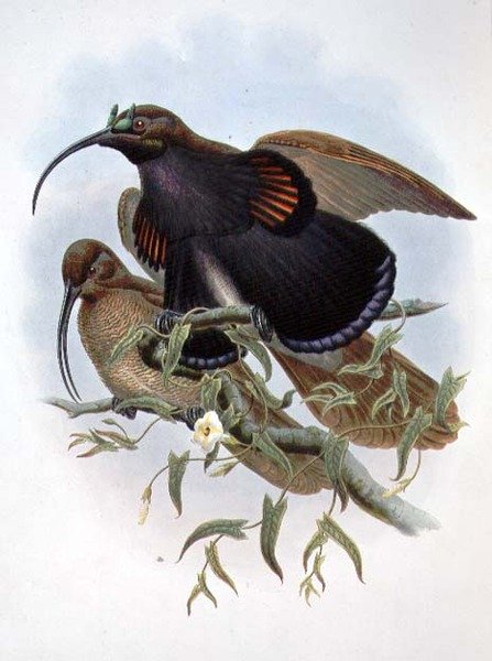 Drepanornis Albertisi (farve litho) af John and Hart William Gould