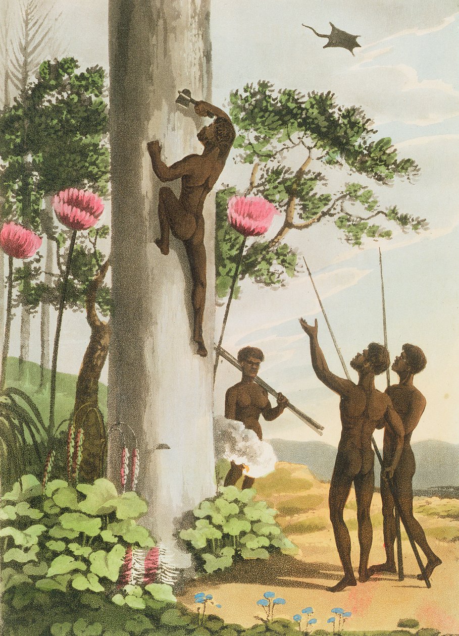 Klatrende træer, aborigines i New South Wales, graveret af Matthew Dubourg (fl.1813-1820) pub. 1813 af John Heaviside Clark