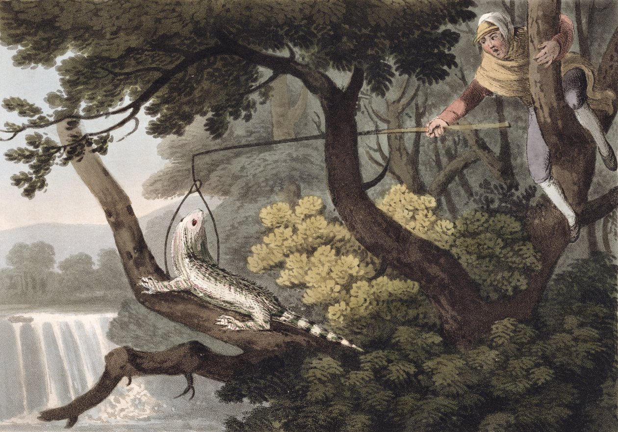 Mexicansk Lizard Catcher, graveret af Matthew Dubourg (fl.1785-1820), udgivet af Edward Orme, 1813 af John Heaviside Clark