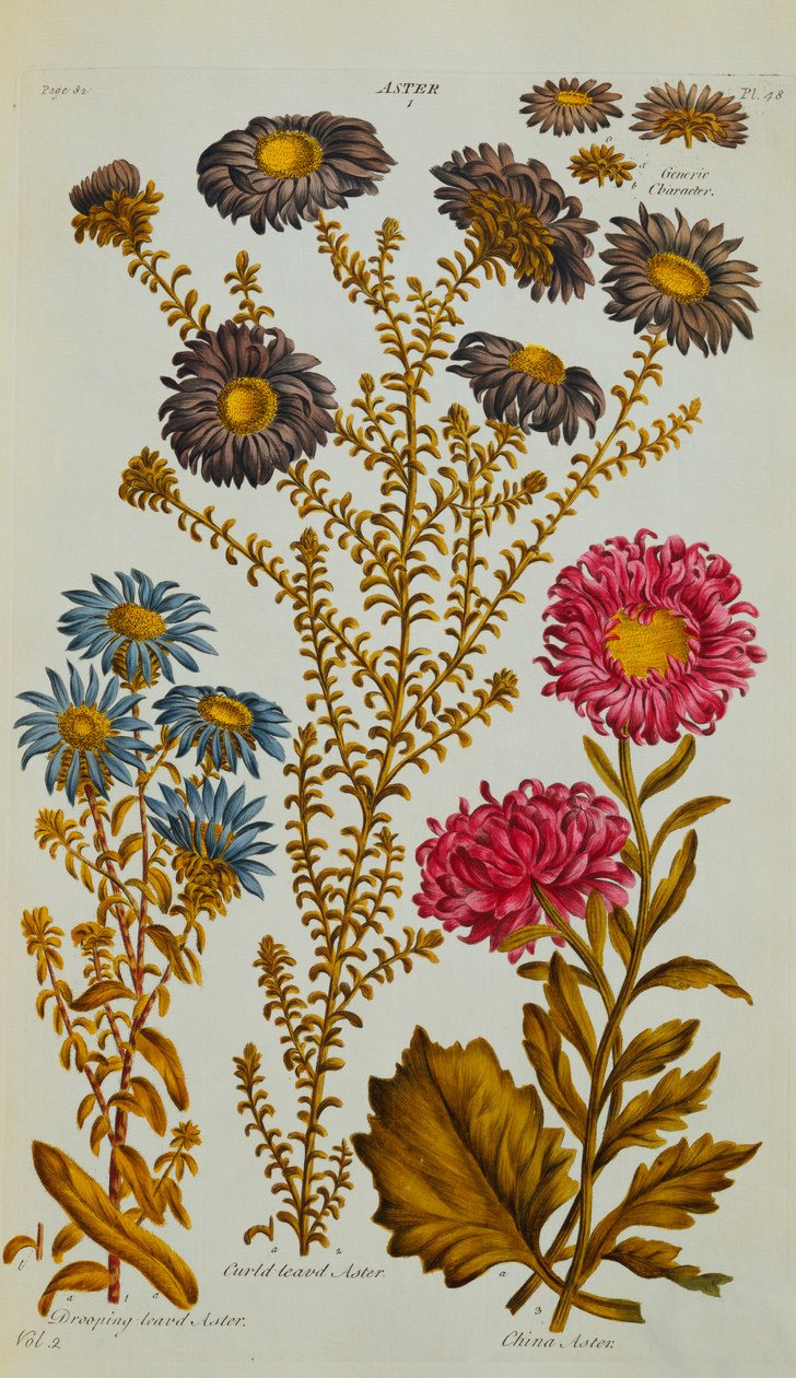 Aster, 1759-73 af John Hill
