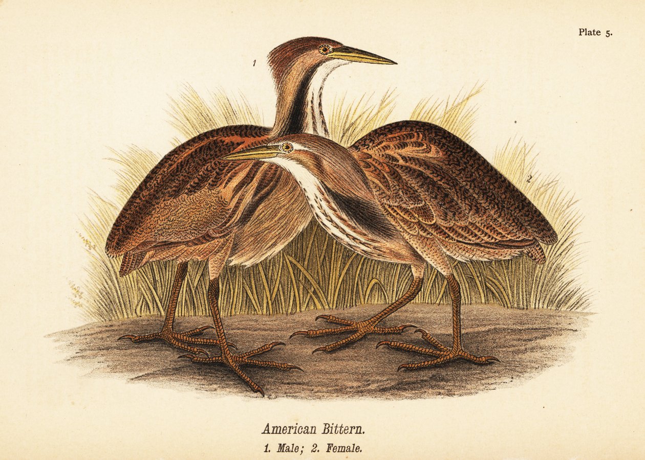 Amerikansk bitternød, Botaurus lentiginosus, han 1, hun 2 af John James (after) Audubon