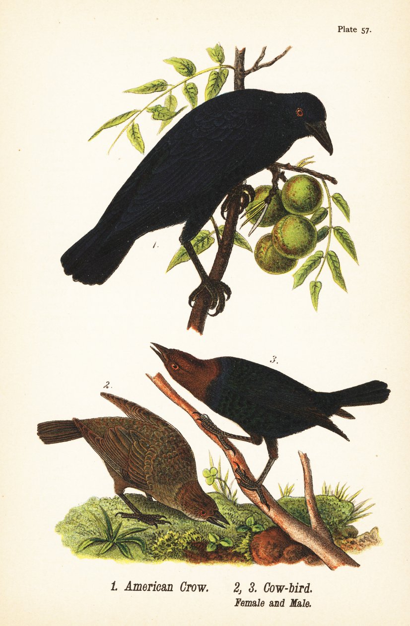 Amerikansk krage, Corvus brachyrhynchos 1, og brunhovedet kofugl, Molothrus ater, hun 2 og han 3 af John James (after) Audubon