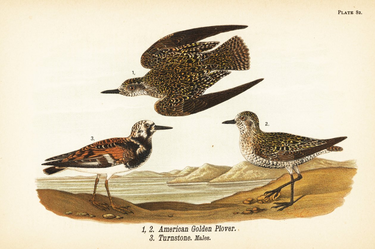 Amerikansk guldhøne, Pluvialis dominica 1,2, og rødmosset vendesten, Arenaria interpres vendesten 3 af John James (after) Audubon