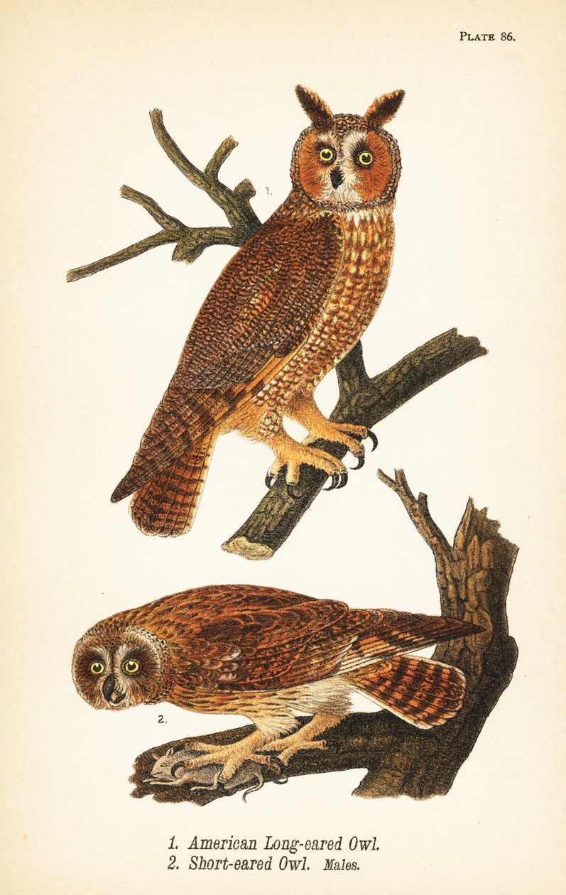 Amerikansk langøret ugle, Asio otus 1, og kortøret ugle med bytte, Asio flammeus 2, hanner af John James (after) Audubon