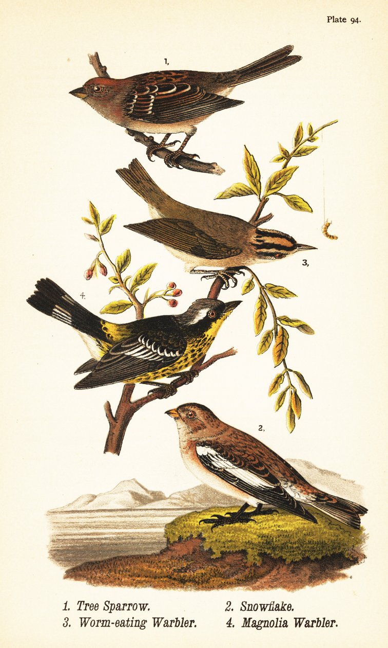 Amerikansk træspurv, Spizelloides arborea 1, snefnug eller snespurv, Plectrophenax nivalis 2, ormeædende sanger, Helmitheros vermivorum 3 og magnoliasanger, Setophaga magnolia 4 af John James (after) Audubon