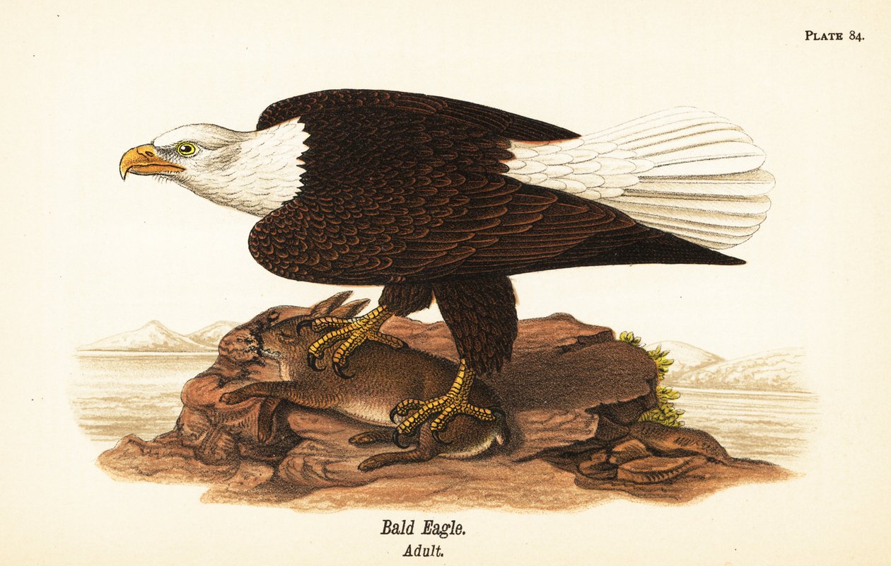 Skaldet ørn, Haliaeetus leucocephalus, voksen med kaninbytte af John James (after) Audubon