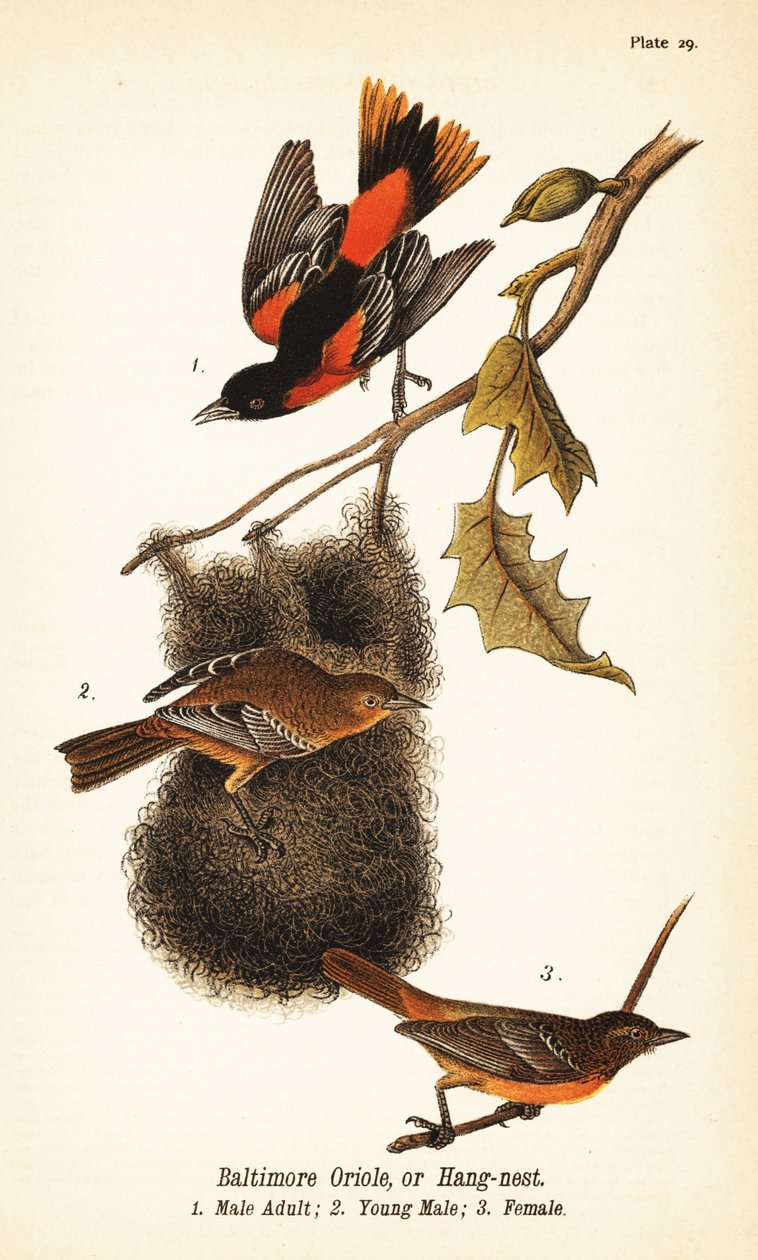 Baltimore oriole eller hænge-rede, Icterus galbula af John James (after) Audubon