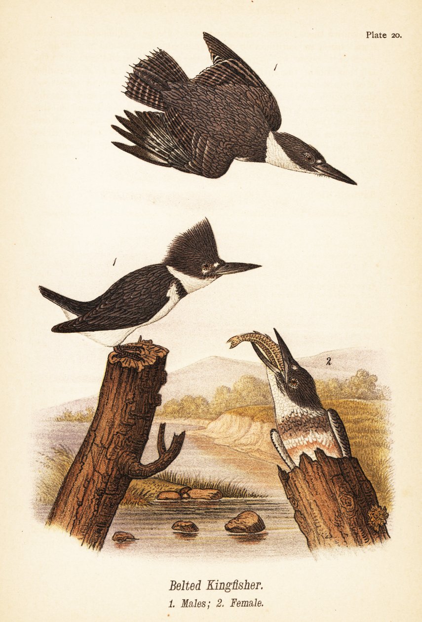 Isfugl med bælte, Megaceryle alcyon, hanner 1, hunner 2 af John James (after) Audubon