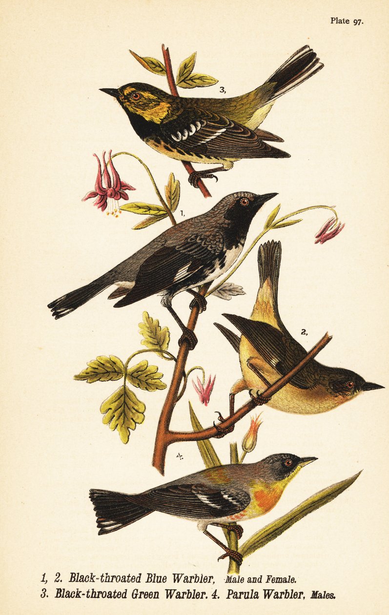 Sortstrubet blåsanger, Setophaga caerulescens 1,2, sortstrubet grønsanger, Setophaga virens 3 og nordlig parula, Setophaga americana 4 af John James (after) Audubon