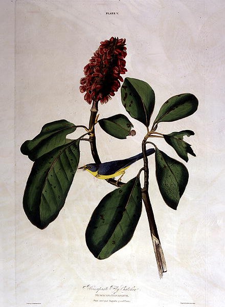 Bonaparte Fly Catcher, fra 