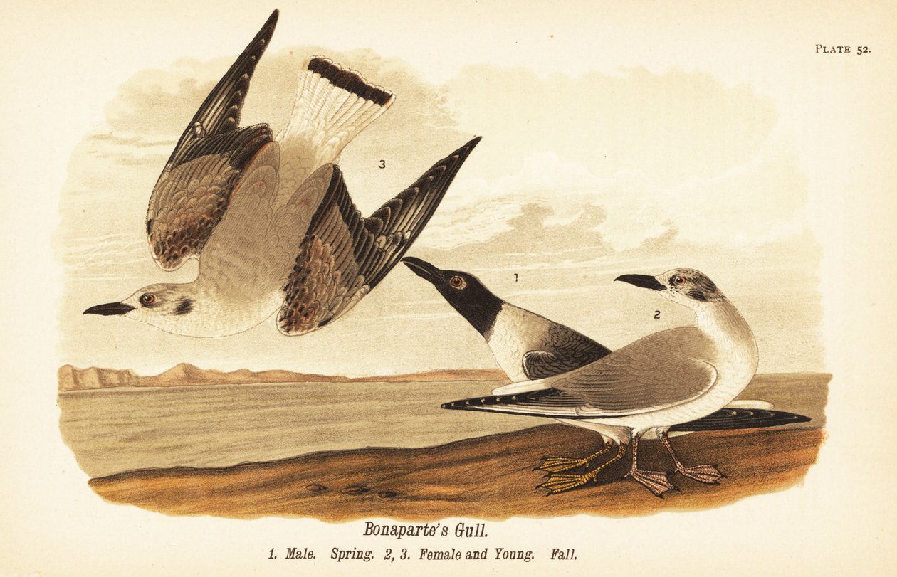 Bonapartes måge, Chroicocephalus philadelphia, han spring 1, hun 2 og unge 3 i efterårsfjerdragt af John James (after) Audubon