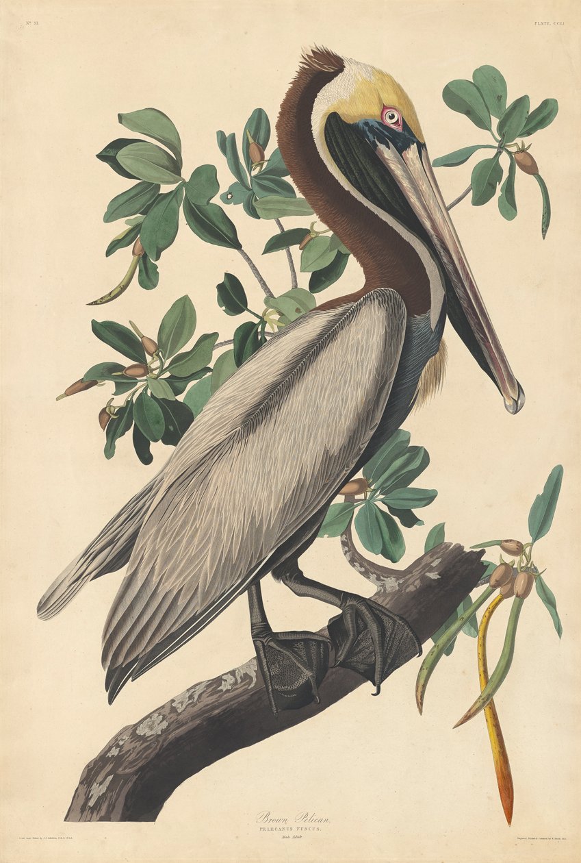 Brun pelikan af John James (after) Audubon
