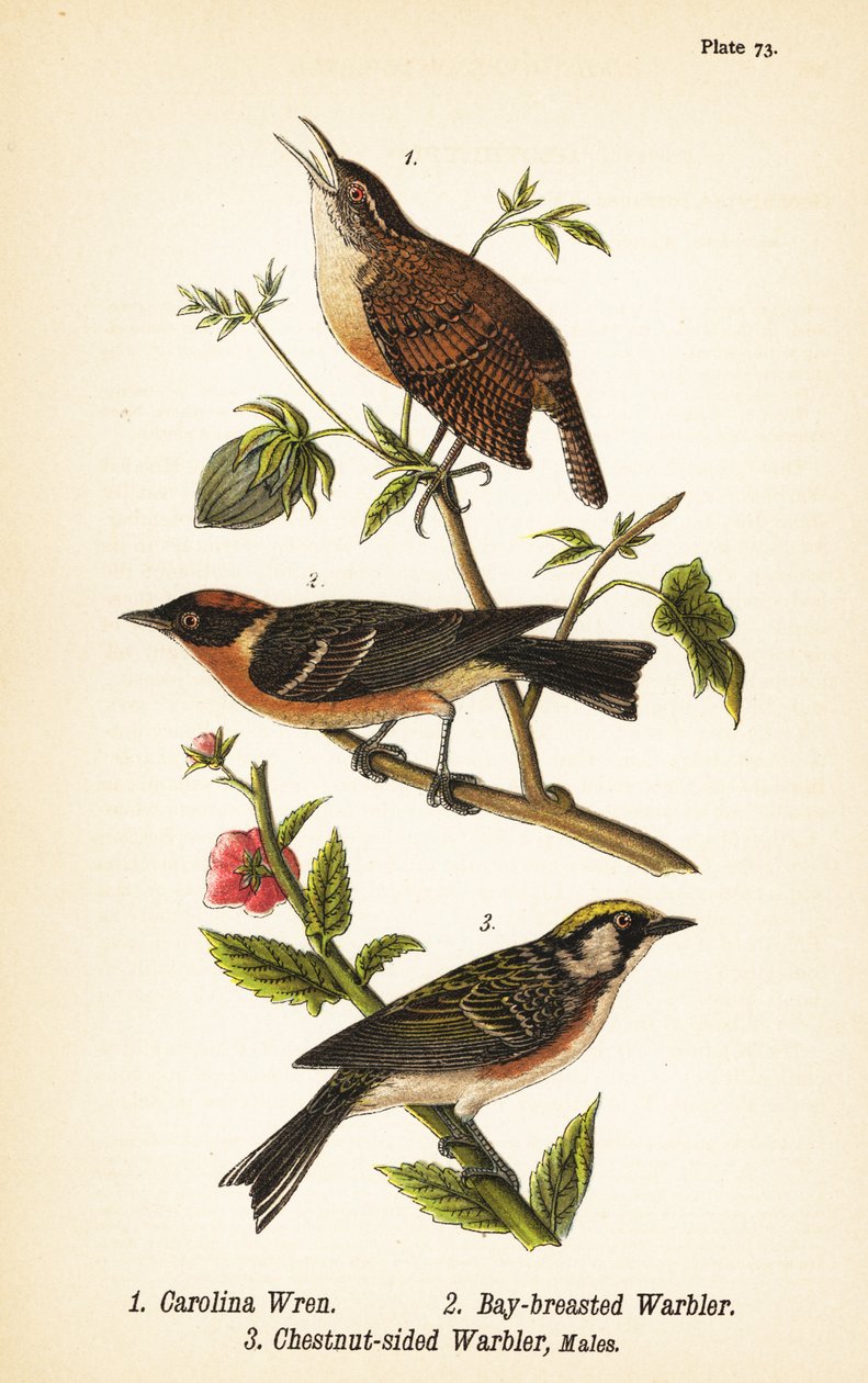 Carolina gærdesmutte, Thryothorus ludovicianus 1, laurbærsanger, Setophaga castanea 2, kastanjesidesanger, Setophaga pensylvanica 3 af John James (after) Audubon