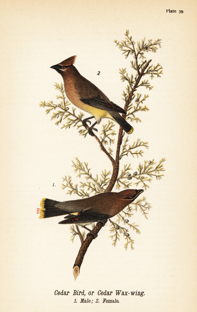 Cedervoksvinge, Bombycilla cedrorum Cederfugl eller cedervoksvinge, han 1, hun 2 af John James (after) Audubon
