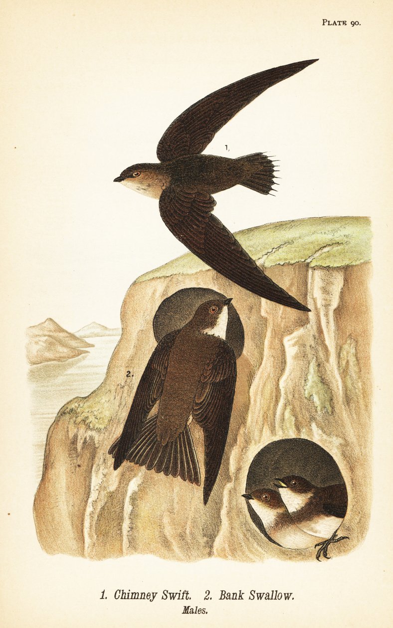 Skorstensvamp, Chaetura pelagica 1, banksvale, Riparia riparia 2, hanner af John James (after) Audubon