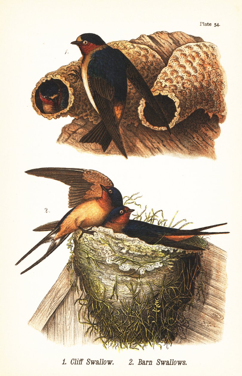 Klippesvale, Petrochelidon pyrrhonota 1, og ladesvale, Hirundo rustica 2 af John James (after) Audubon
