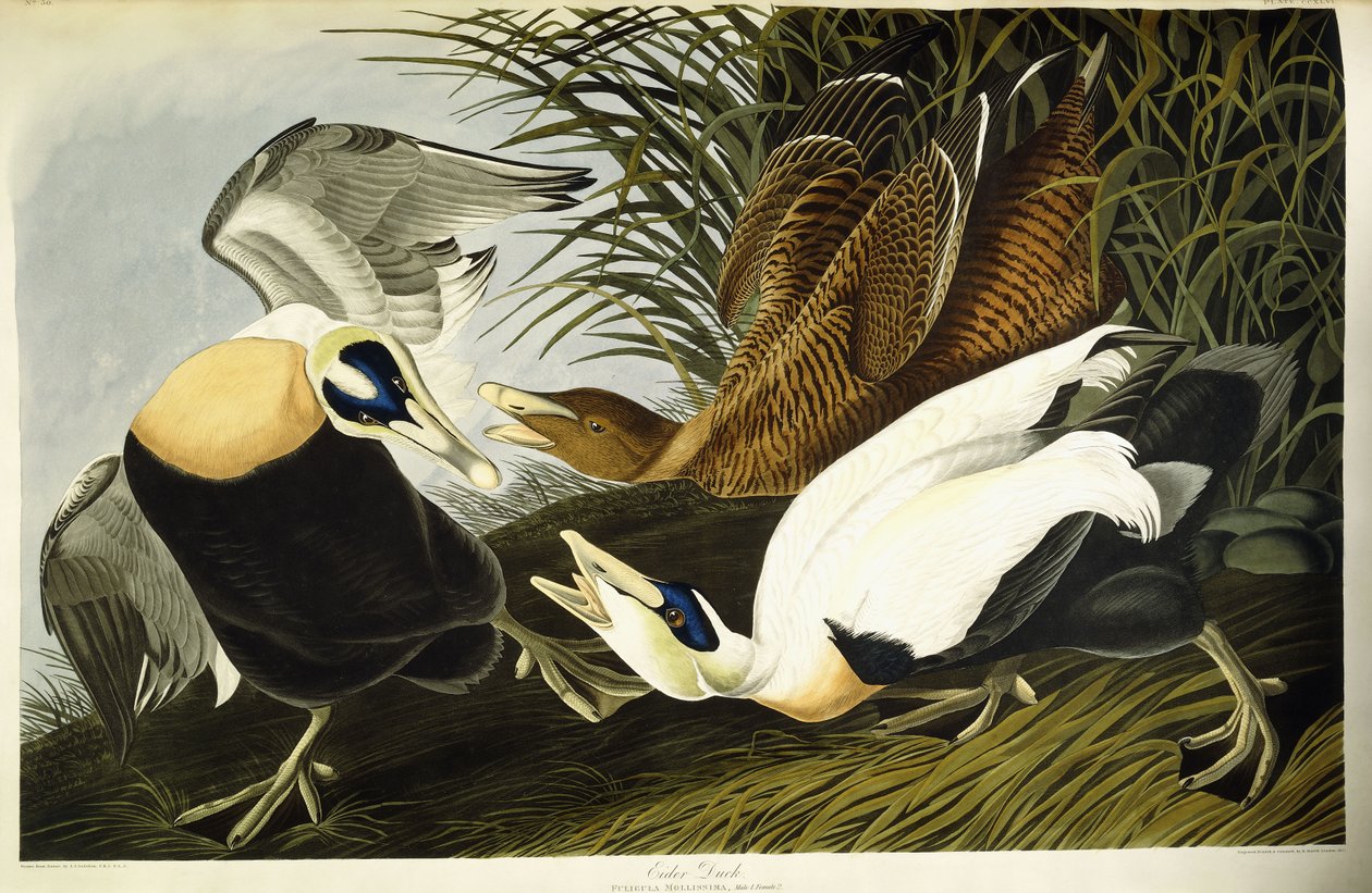 Edderfugl, han og hun af John James (after) Audubon