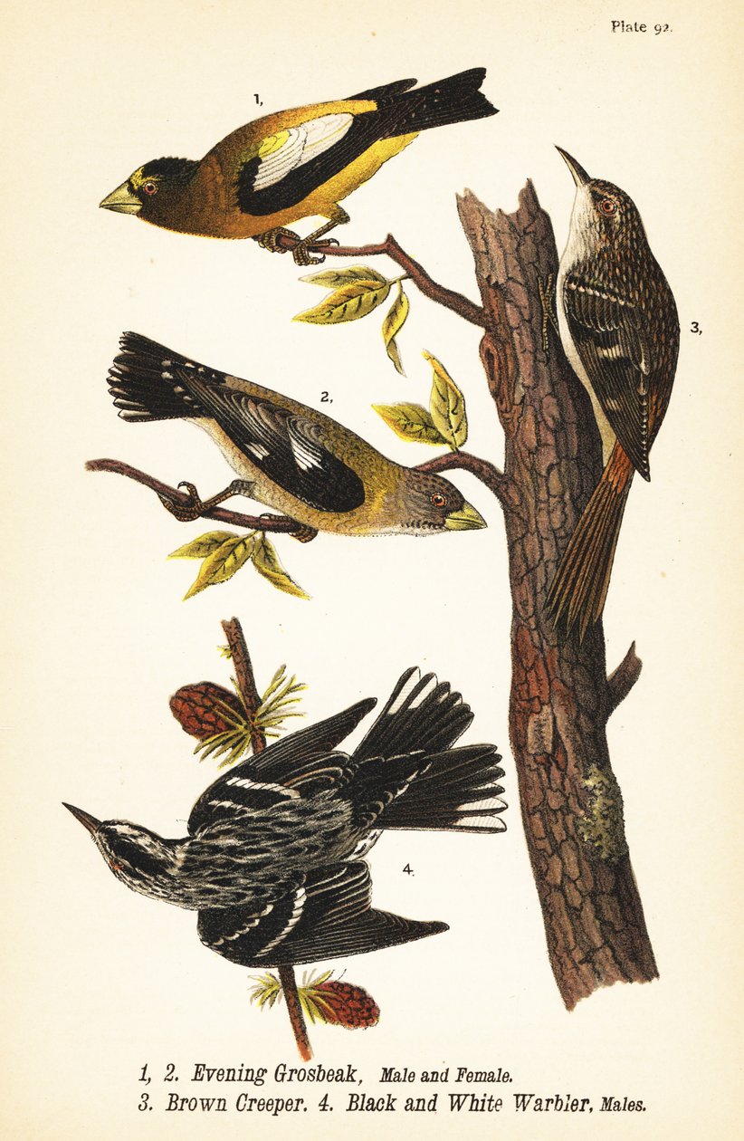 Aftennæb, Coccothraustes vespertinus 1,2, brun slyngplante, Certhia americana 3 og sort/hvid sangsanger, Mniotilta varia 4 af John James (after) Audubon
