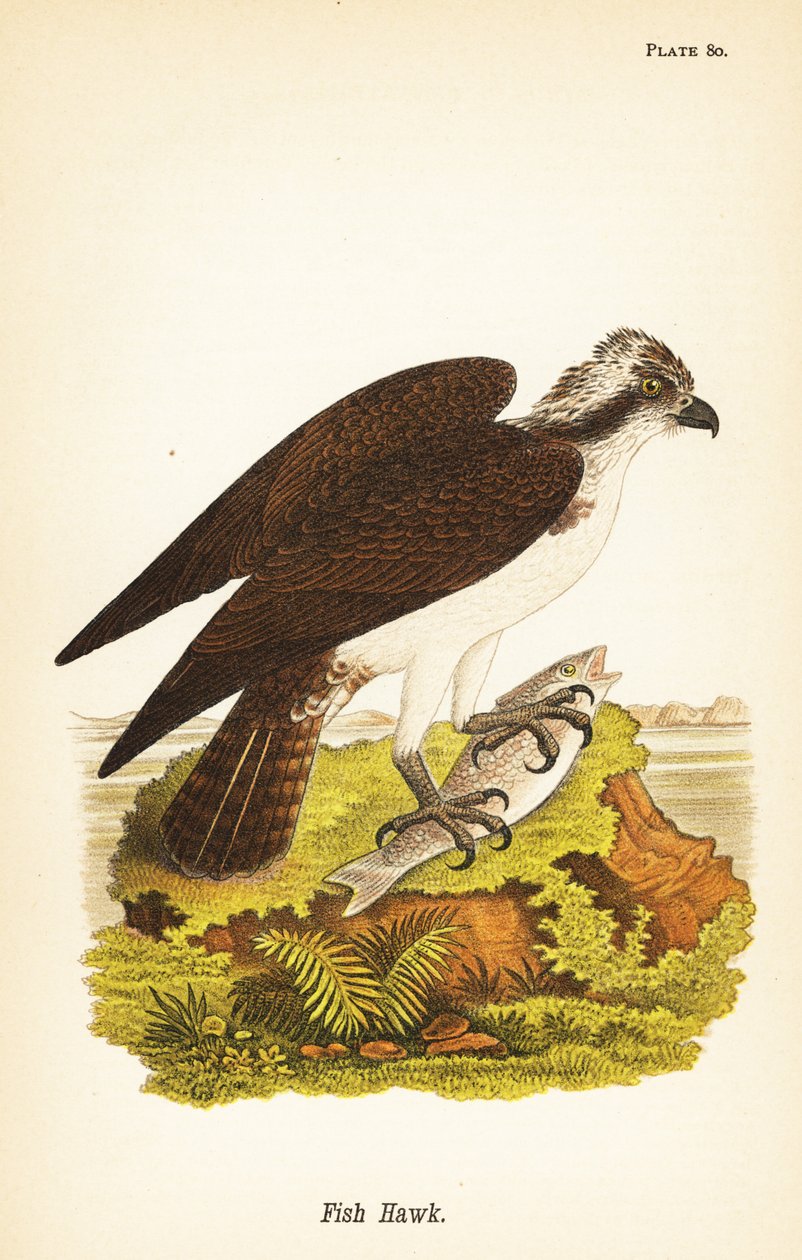 Fiskehøg eller fiskeørn, Pandion haliaetus af John James (after) Audubon