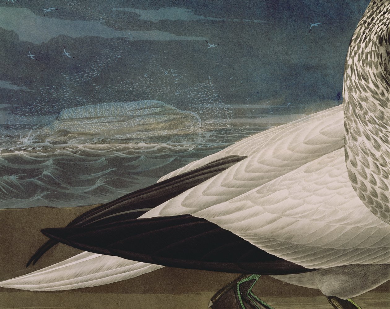 Gannets, fra 