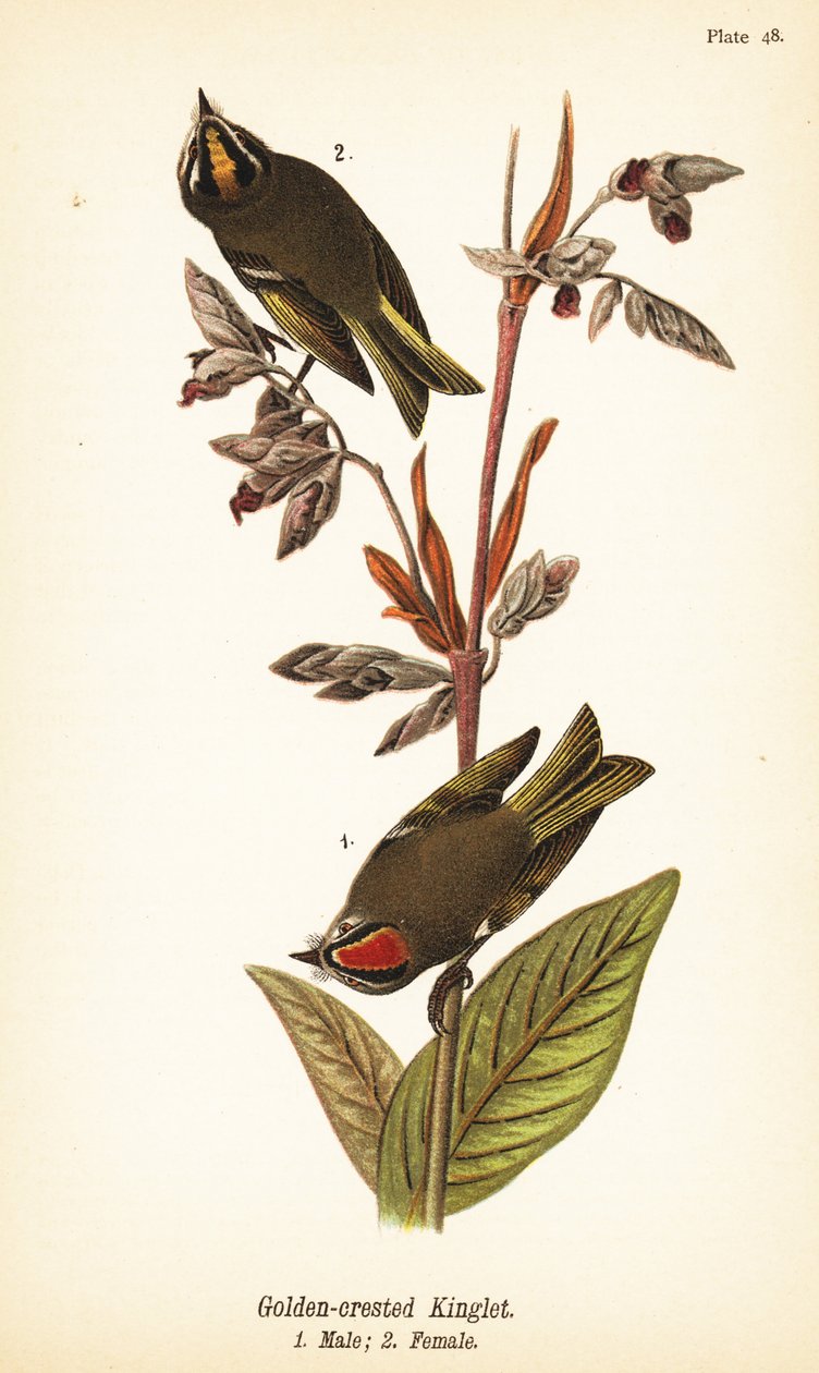 Guldkronet konge, Regulus satrapa af John James (after) Audubon