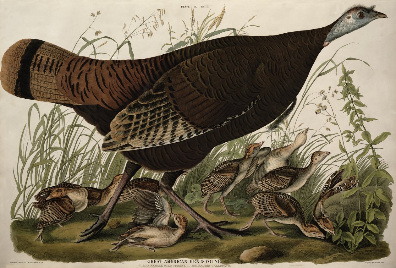 Great American Hen and Young, fra 