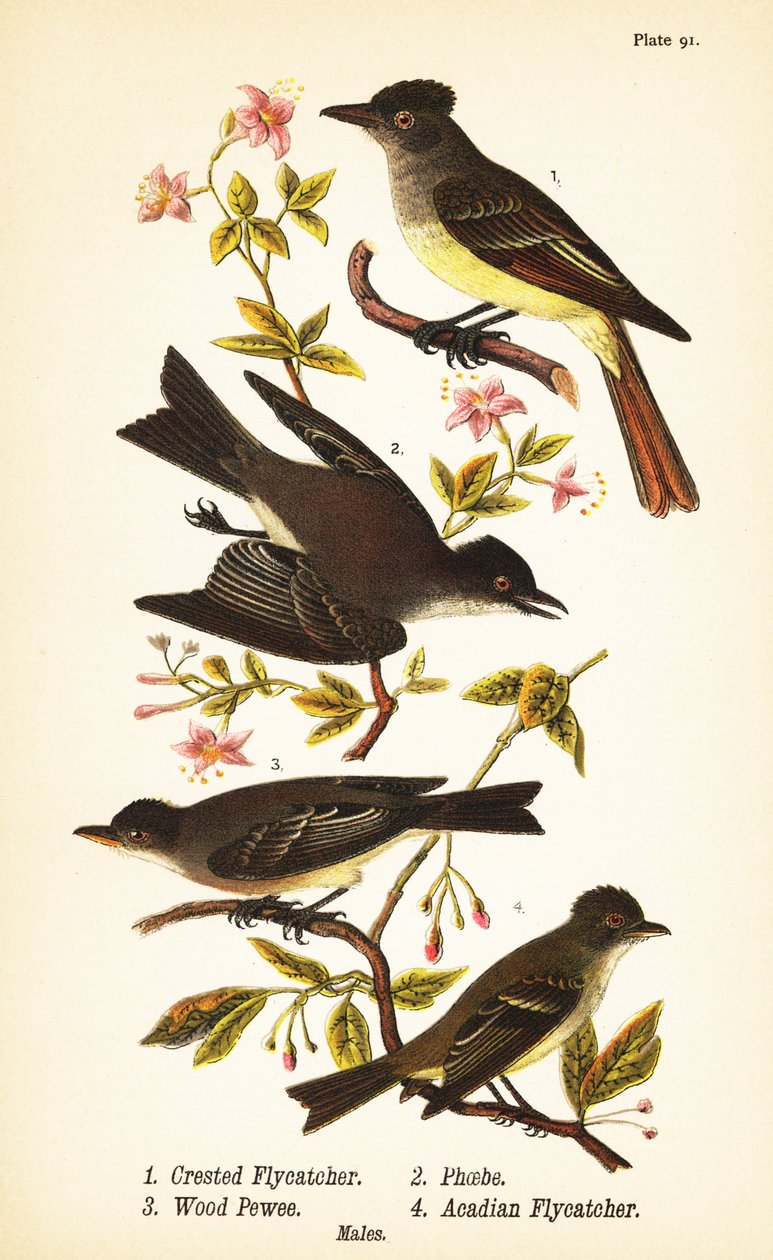 Stor fluesnapper, Myiarchus crinitus 1, østlig phoebe, Sayornis phoebe 2, østlig skovspind, Contopus virens 3 og acadian fluesnapper, Empidonax virescens 4 af John James (after) Audubon