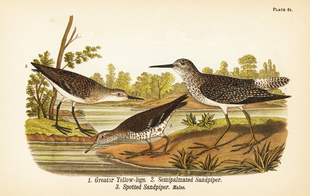 Større gule ben, Tringa melanoleuca 1, semipalmateret sandpiper, Calidris pusilla 2 og plettet sandpiper, Actitis macularius 3 af John James (after) Audubon