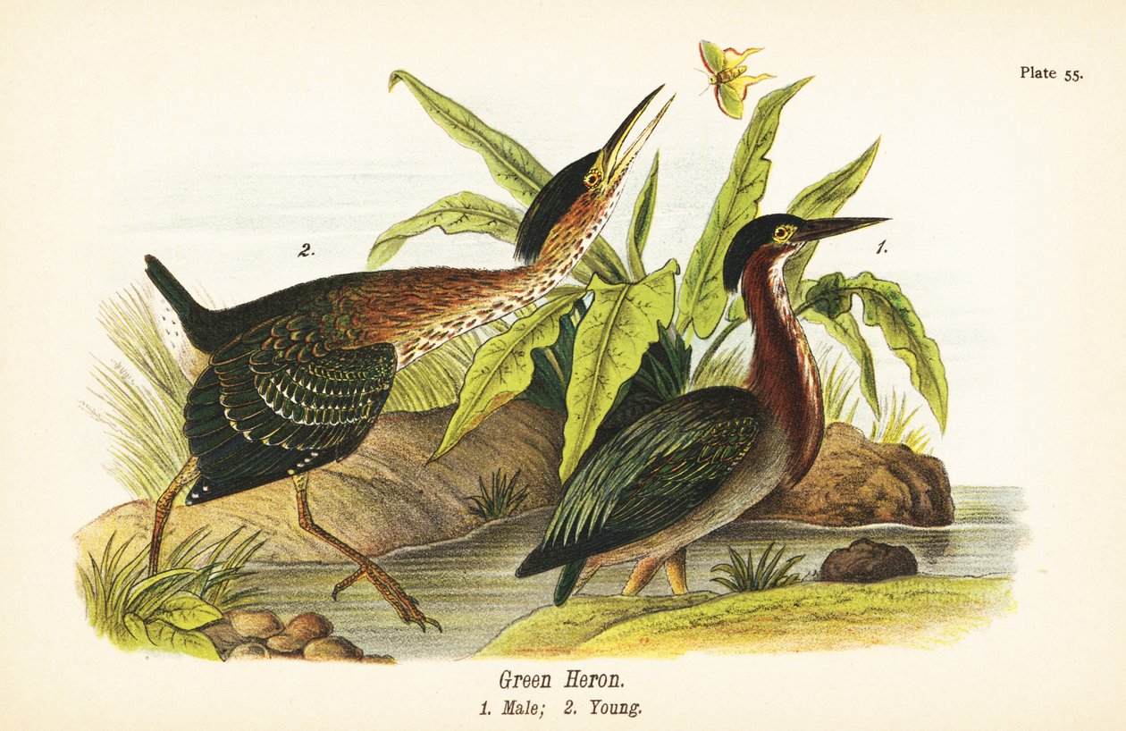 Grøn hejre, Butorides virescens, han 1, ung 2 af John James (after) Audubon