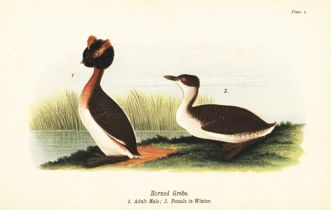 Hjørnedykker, Podiceps auritus, voksen han 1 og hun i vinterfjerdragt af John James (after) Audubon