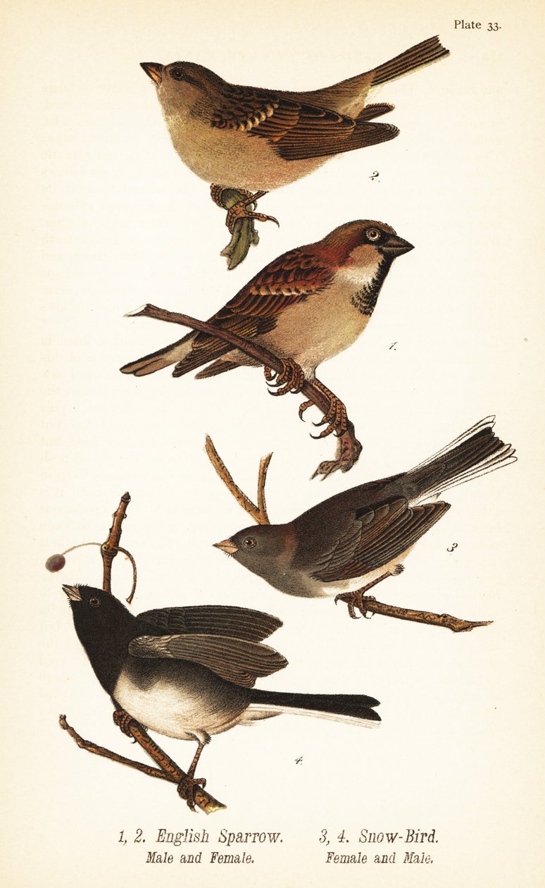 Husspurv, Passer domesticus og mørkøjet junco, Junco hyemalis af John James (after) Audubon